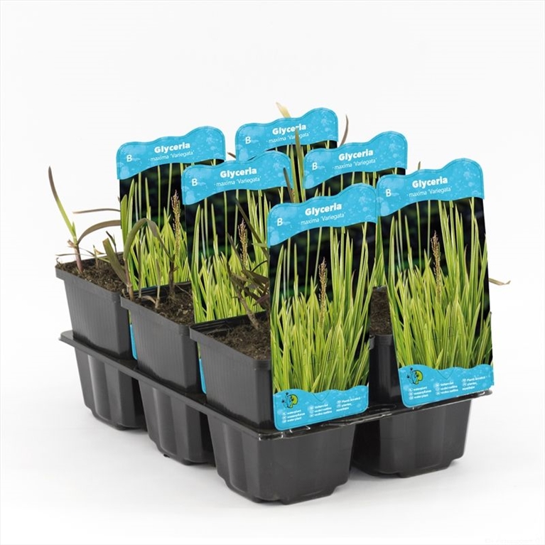 Glyceria maxima 'Variegata' | Hamiplant