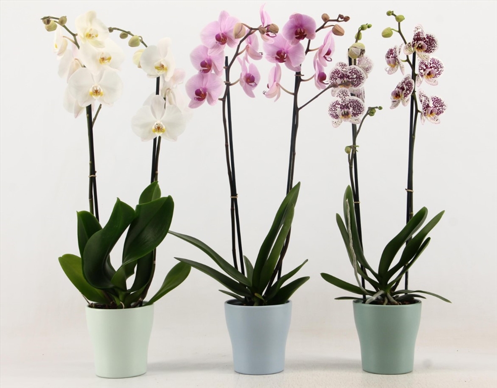 orchidées valorisées