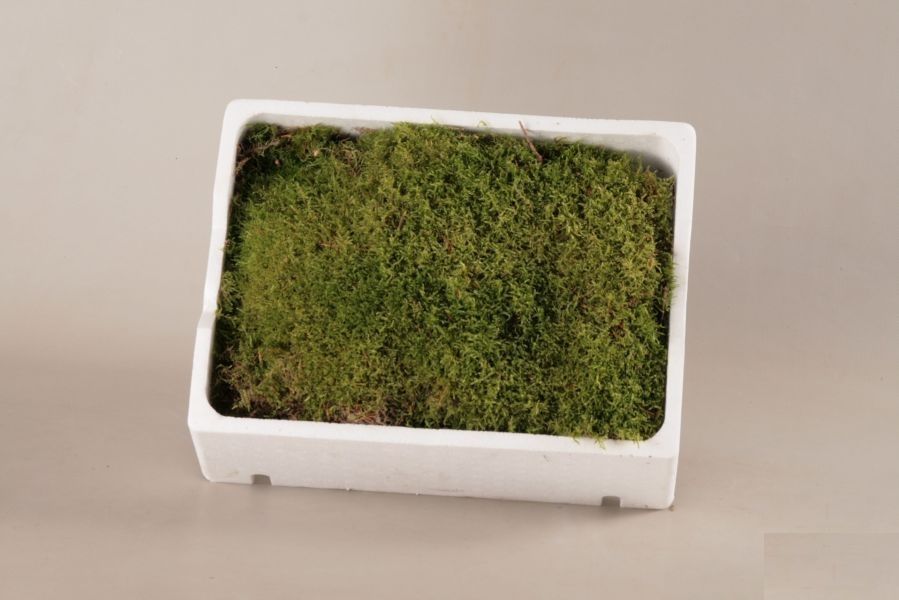 Moss Other H Flat Mosses Moss Cut Foliage Others All Products Plantanoa